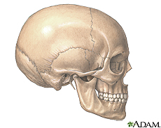 Illustration of the skull and jaw bones
