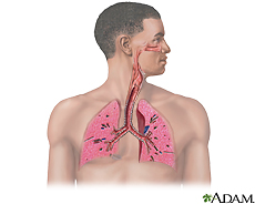 Illustration of the respiratory system