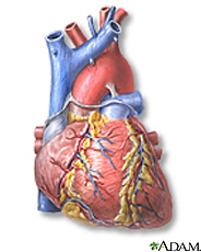 Illustration of the heart, front view