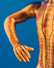 Photograph of a model of a human arm and chest with acupuncture points