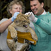 National Zoo Lion Cubs Debut 2