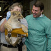 National Zoo Lion Cubs Debut 1