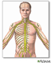 Ilustración del sistema nervioso, incluyendo el cerebro, la médula espinal y los nervios periféricos