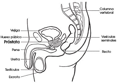 Imagen de la próstata