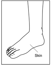 Drawing of a foot and ankle with a label pointing to the skin.