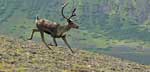 Photo of a caribou running in Aniakchak Caldera