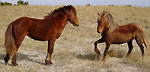 CPhoto of two Shackleford Banks horses