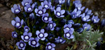 Photo of Dane's Dwarf Gentian wildflowers