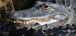 Photo of alligator at Everglades National Park