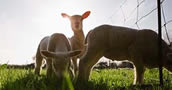 farm animals image