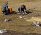 Kevin Sullivan (left) and Scott Healy (right), U.S. Department of Agriculture, Animal and Plant Health Inspection Service (APHIS), wildlife biologists, retrieve captured seagulls to be tested for avian influenza (AI).