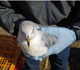A seagull waits to be released after contributing to the effort to monitor avian influenza (AI).