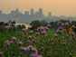 Photo with the skyline of St. Paul, Minn. in the background, wildflowers in the foreground.