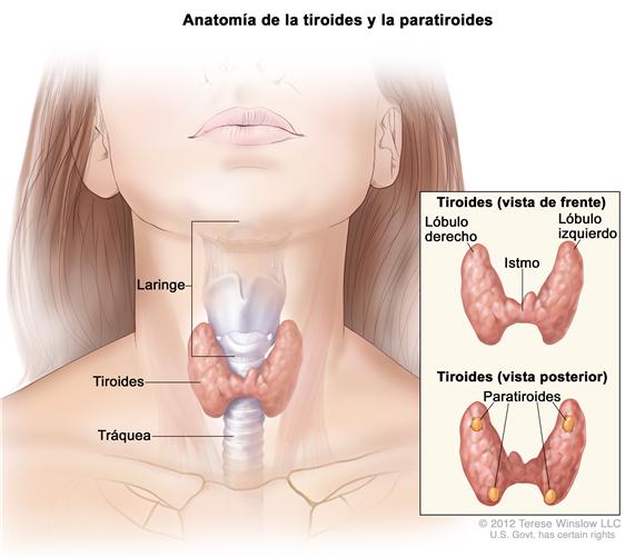 Anatomía de la tiroides y las paratiroides; el dibujo muestra la tiroides en la base de la garganta, cerca de la tráquea. En un recuadro se muestran las vistas anterior y posterior. La vista de frente muestra que la tiroides tiene forma de mariposa, con el lóbulo derecho y el  lóbulo izquierdo conectados con una pieza diminuta que se llama istmo. La vista posterior muestra las cuatro paratiroides del tamaño de guisantes. También se muestra la laringe.