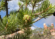 Piñon pine tree.