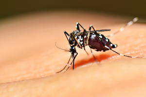 Photograph of a mosquito.