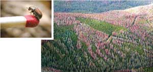 Photograph of mountain pine beetle shows it to be smaller than the tip of a matchstick.  A second photograph shows an aerial view of a partially dead forest - some of the evergreen trees are still green, but the majority are reddish grey.