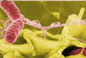 Image of Salmonella