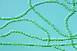 Chains of cyanobacteria, also known as blue-green algae | Photo Courtesy of Argonne National Laboratory