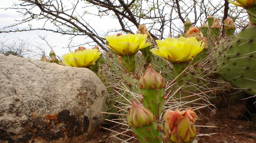 A cactus in bloom after the rain