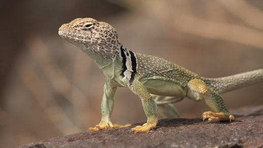 Collared Lizard in the lower country