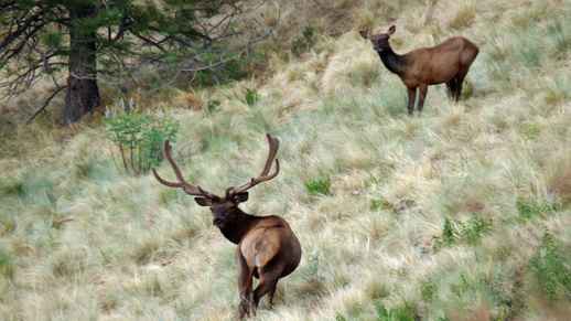 Rocky Mountain Elk near Ski Apache