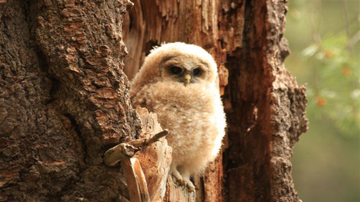  Juvenile Mexican Spotted Owl 