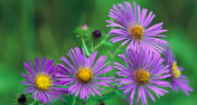 New England aster in bloom