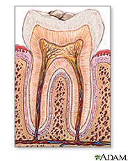 Ilustración de la anatomía del diente