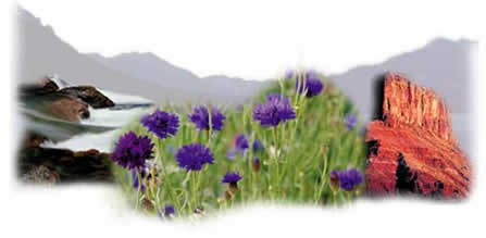 photo collage: mountains in background, rushing stream, purple flowers in field, and mesa