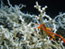 Lophelia II 2012: Deepwater Platform Corals