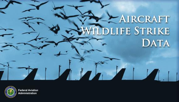 Aircraft Wildlife Strike Data