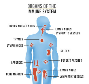 Organs of the immune system