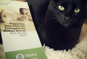 A photo of a cat and a "Preparing Your Pets for Emergencies" brochure.