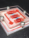 Photo of a chip that mimics marrow, tumor and liver