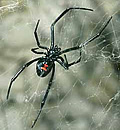 Black Widow Spider