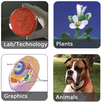 Thumbnails featuring an agar, plant, cell illustration and a dog image