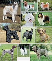 Dogs of different sizes and shapes