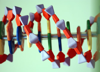 Real-life colorful DNA model. Credit: Maggie Bartlett, NHGRI