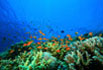 image of fish on reef