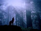 Image of a wolf howling in the forest.