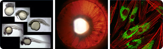 Early zebrafish embryo development - Eye iris transilllumination showing albinism - Fibroblast cells in culture