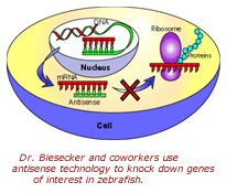 Antisense