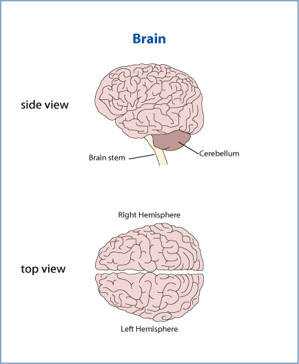 Diagram of brain showing brain stem, cerebellum, right and left hemisphere
