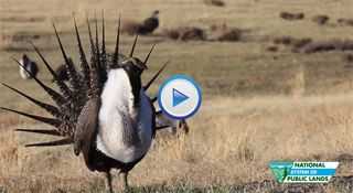 Photo of a sage-grouse on a lek in California -- links to video