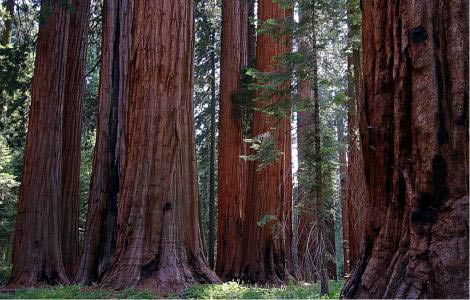 Muir Grove of Giant Sequoias at Sequoia National Park near Dorst Campground.