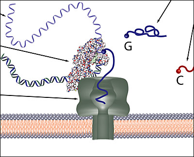 polynuclease sequence