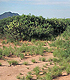 Perennial grasses growing between and around woody shrubs in the Chihuahuan Desert in New Mexico.