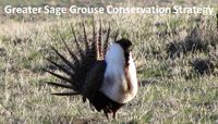 Greater Sage Grouse Conservation Strategy
