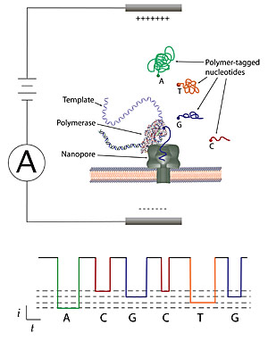 polynuclease sequence
